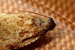 Sycacantha inopinata