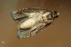 Sycacantha inopinata