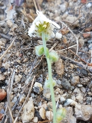 Plagiobothrys nothofulvus