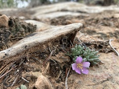 Phemeranthus brevifolius