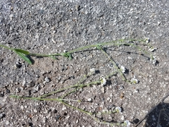 Plagiobothrys nothofulvus