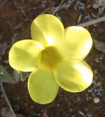 Oxalis flava flava