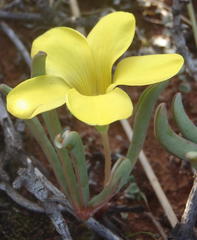 Oxalis flava flava