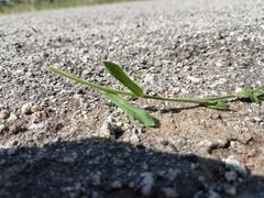 Plagiobothrys nothofulvus