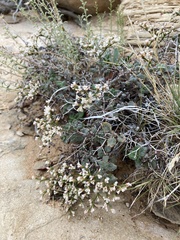Eriogonum corymbosum