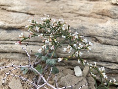 Eriogonum corymbosum