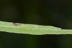 Eumorpha fasciatus