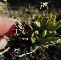 Acrodon bellidiflorus