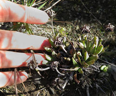 Acrodon bellidiflorus
