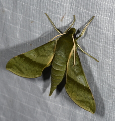 Xylophanes tyndarus
