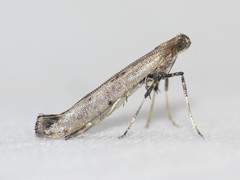 Caloptilia populetorum