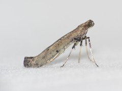 Caloptilia populetorum