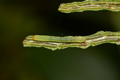 Callopistria floridensis