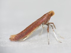 Caloptilia invariabilis