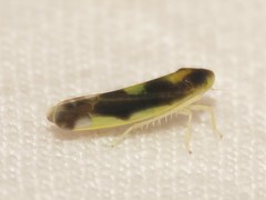 Eupteryx flavoscuta