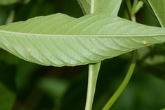 Eumorpha fasciatus