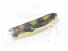 Eupteryx flavoscuta