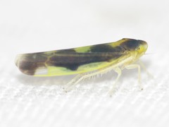 Eupteryx flavoscuta