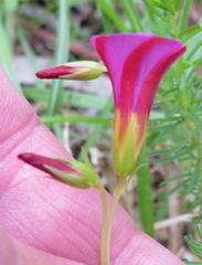 Oxalis confertifolia