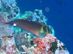 Ophioblennius steindachneri