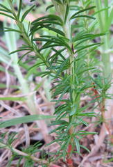 Oxalis confertifolia