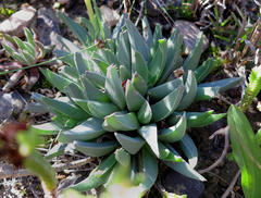 Acrodon bellidiflorus