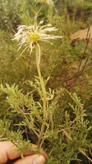 Clematis villosa
