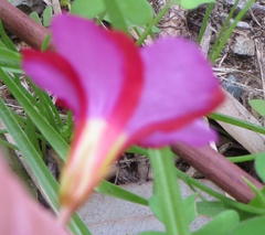Oxalis confertifolia