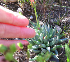 Acrodon bellidiflorus