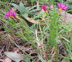 Oxalis confertifolia