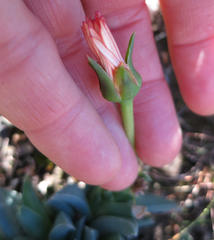 Acrodon bellidiflorus