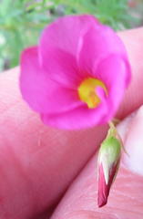 Oxalis confertifolia