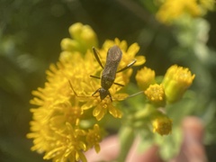 Alydus