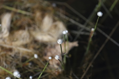 Eriocaulon aquaticum