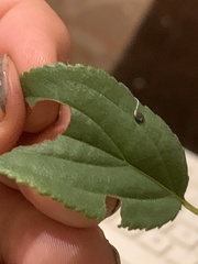 Rhamnus cathartica
