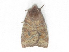 Anathix puta