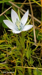 Lomatogonium rotatum