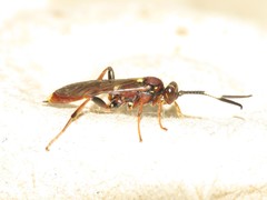 Melanichneumon disparilis