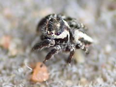Evarcha denticulata