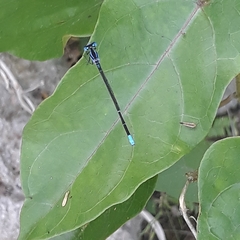 Argia gaumeri