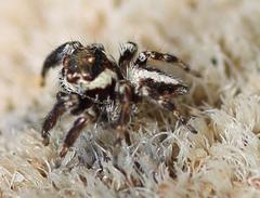 Evarcha denticulata