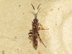 Melanichneumon disparilis