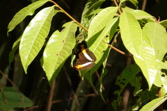 Adelpha plesaure
