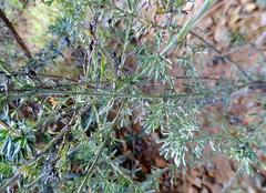 Pentzia trifida