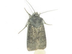 Graphiphora