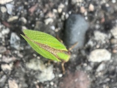 Acanalonia bivittata