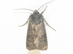 Graphiphora