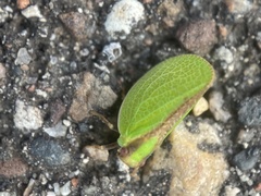 Acanalonia bivittata