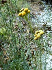 Pentzia trifida
