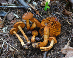 Aureonarius limonius